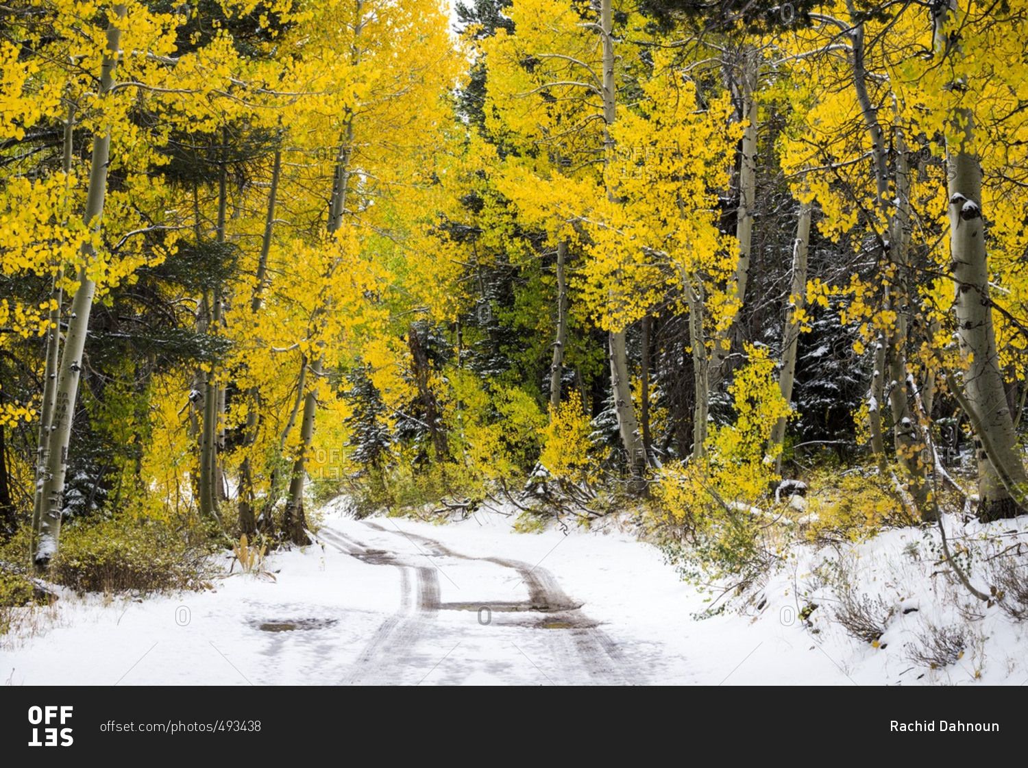 Tire tracks lead down a snowy road through an aspen grove illuminated with fall color in Hope Valley, California