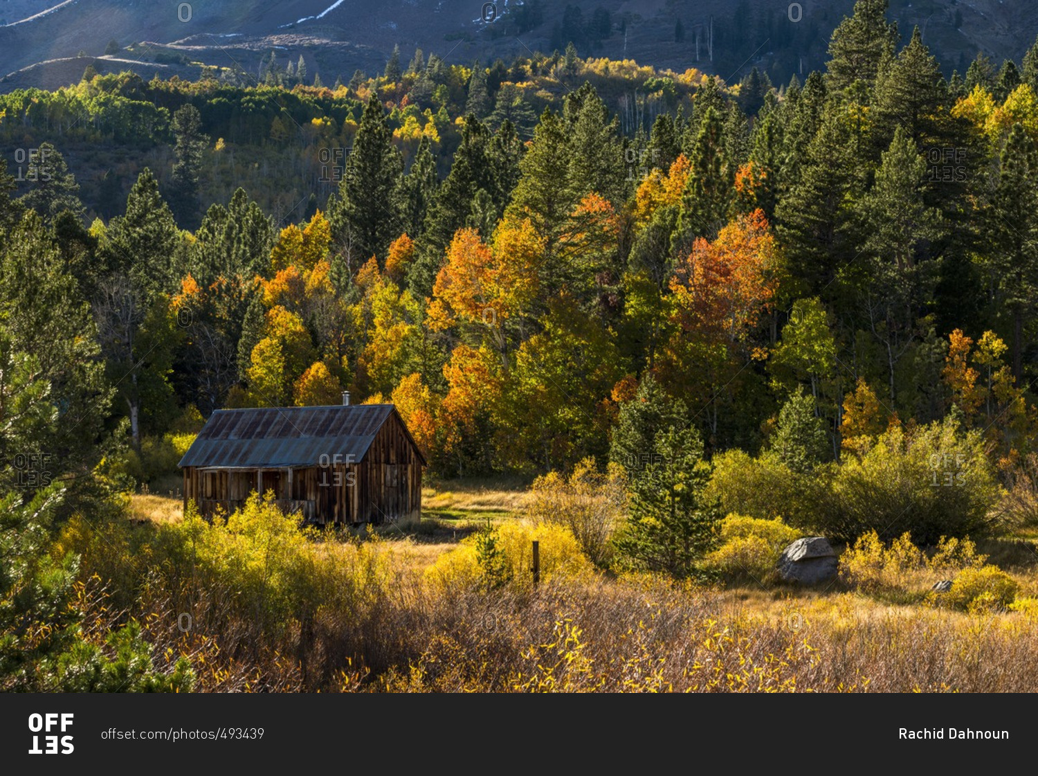 A small old cabin is surrounded by beautiful fall foliage in autumn in Hope Valley, California.