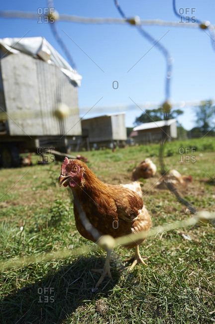 Chicken standing next to a fence on a farm