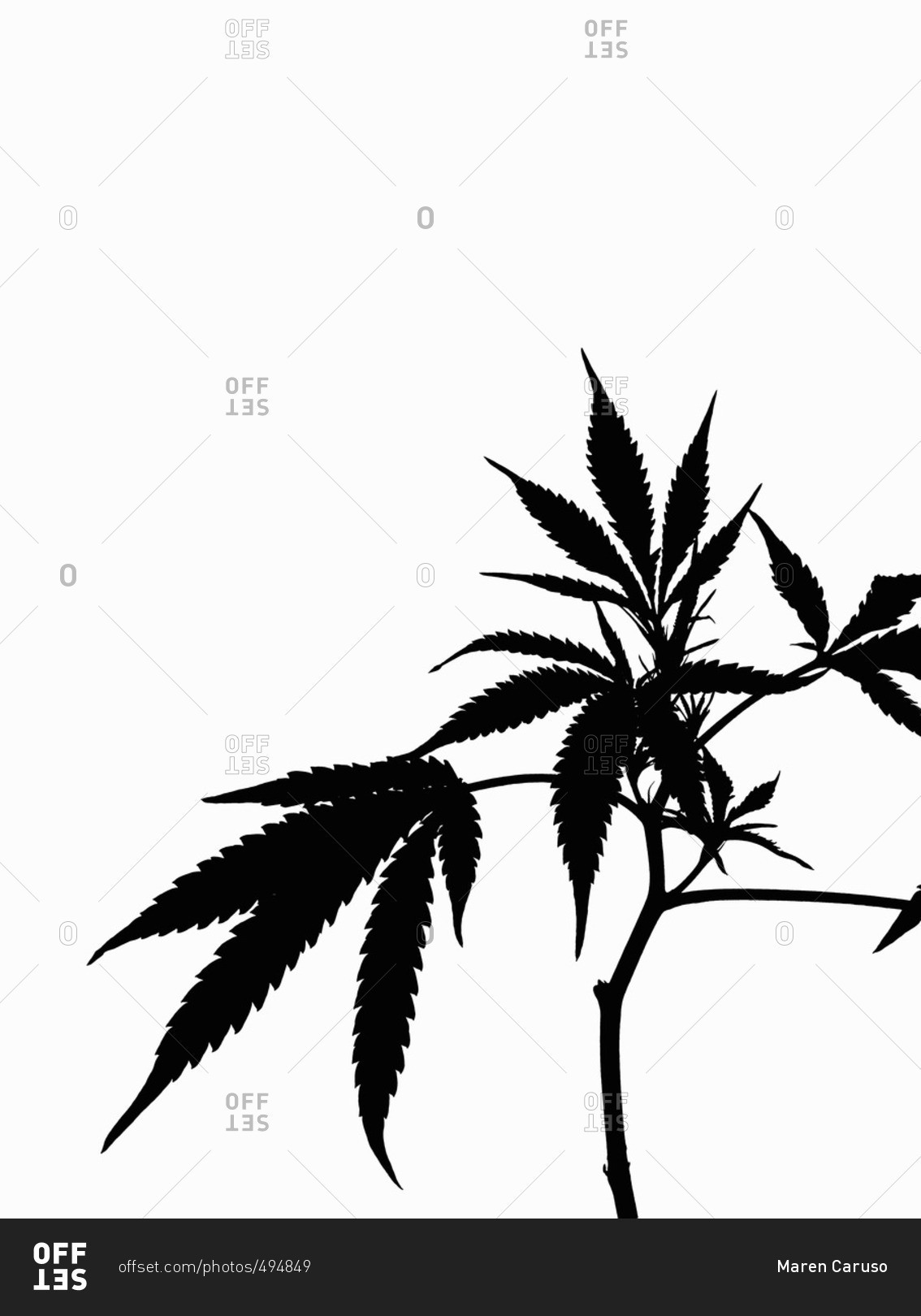 Download Silhouette of a cannabis plant stock photo - OFFSET