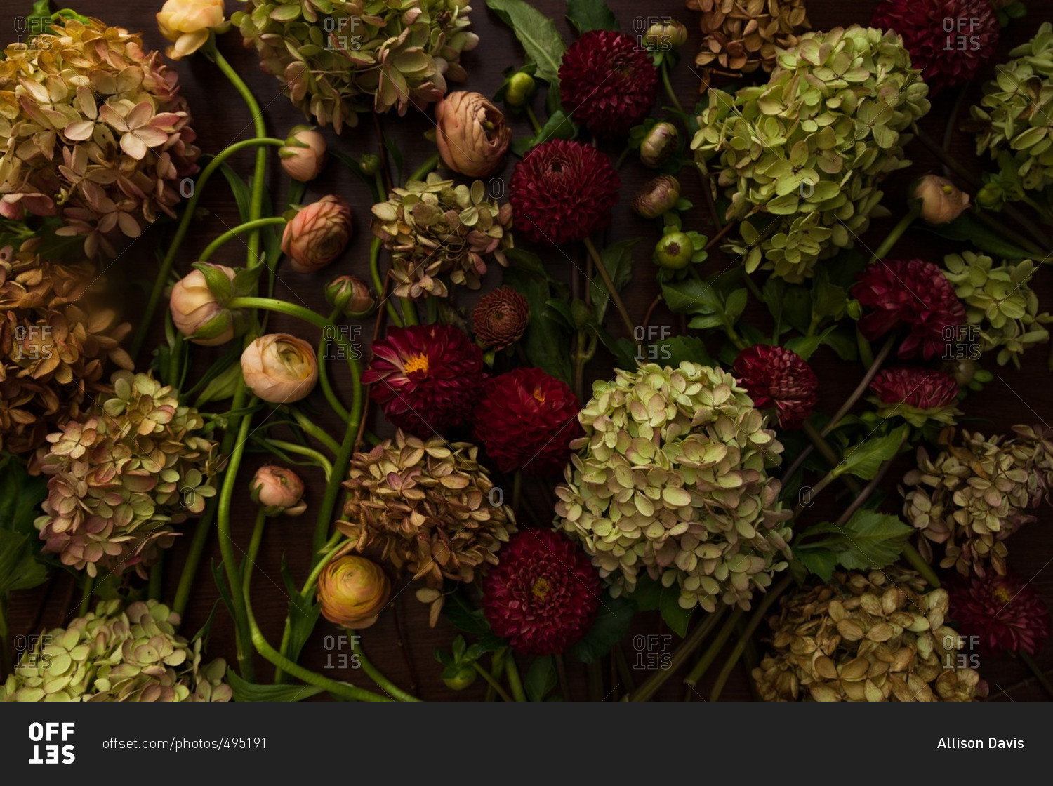 Arrangement of hydrangea, ranunculus and dahlia flowers