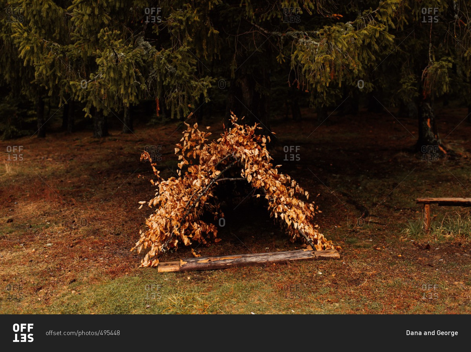 Shelter in the forest built from tree branches and leaves stock photo