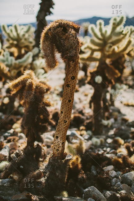 Shriveled dead cactus in a desert