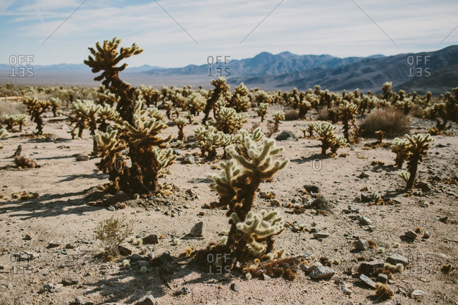 Cactus plants in a vast desert with distant mountains at Joshua Tree National Park