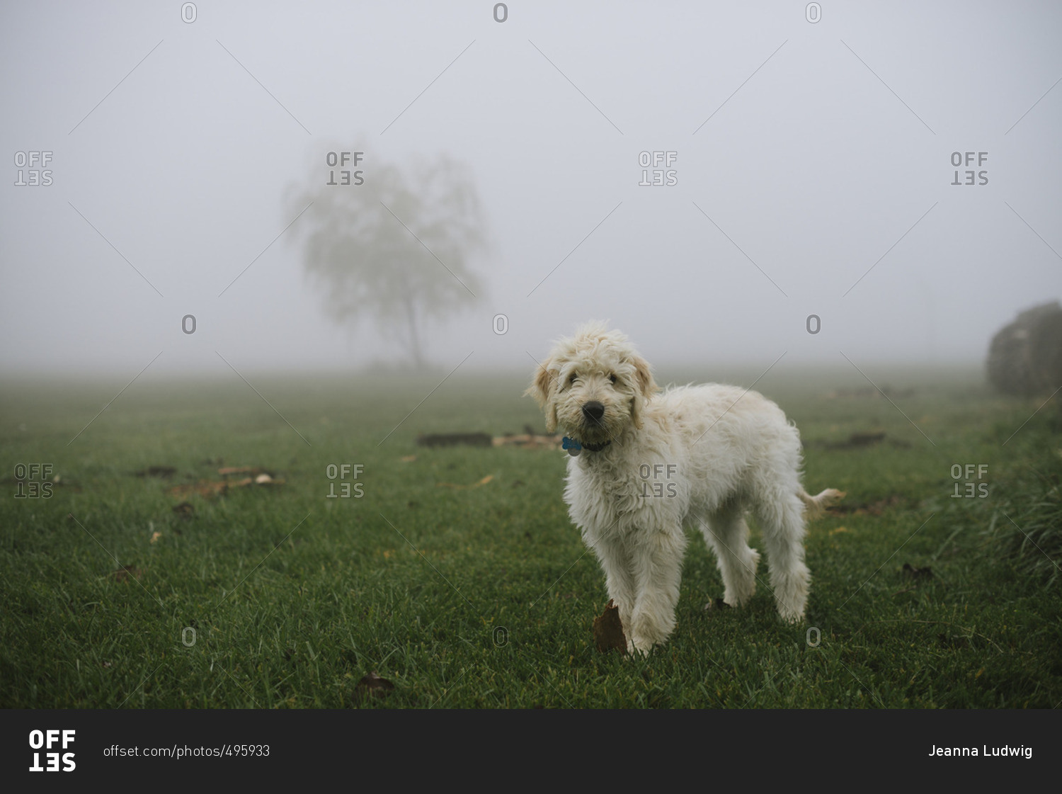 Fluffy dog walking in a foggy field