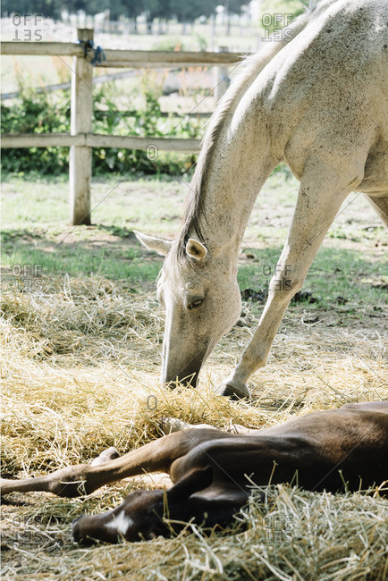 Mares and their young foals on horse farm in summer