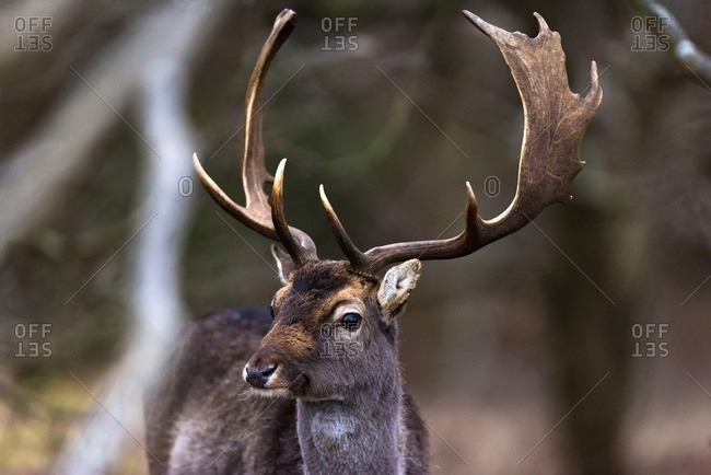Close-up of head of fallow deer buck with huge antlers