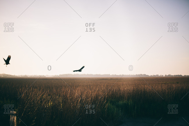 Two birds flying over an open field