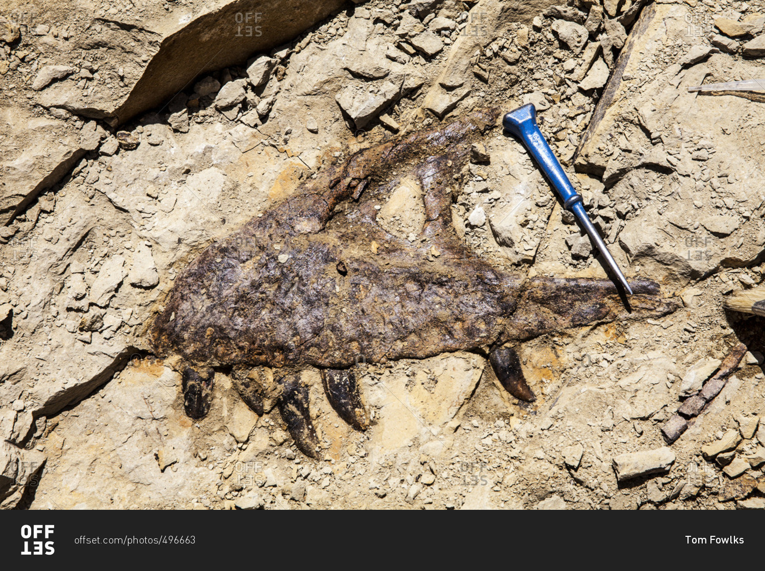 dinosaur excavation tools