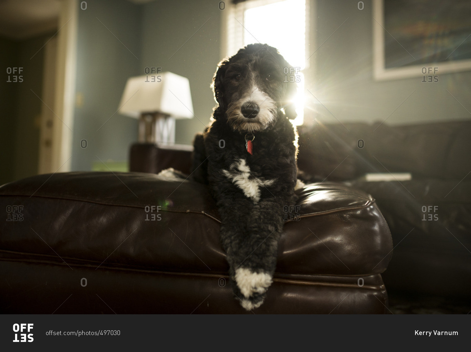 Portrait of dog relaxing on leather ottoman