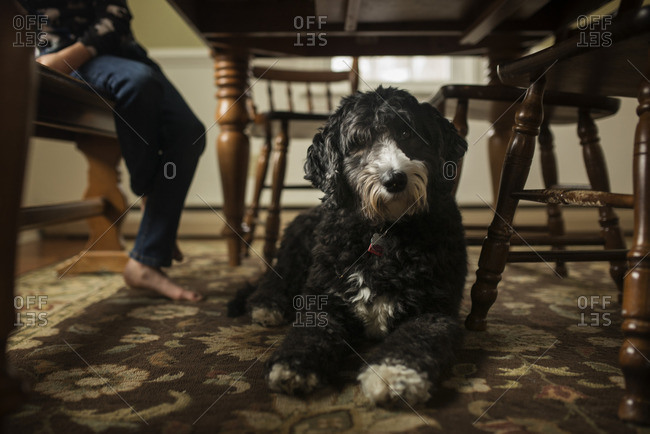 Leg Under Table Stock Photos Offset Leg Under Table Stock Photos Offset