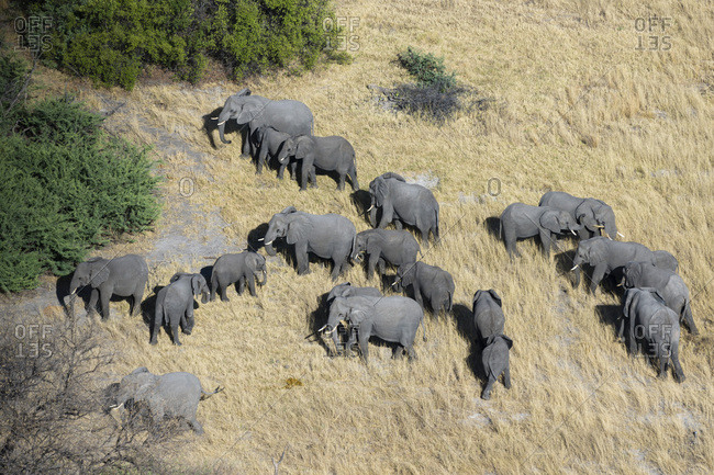 elephant aerial view