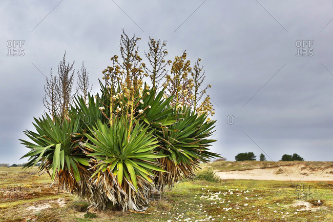 France, Normandy. Manche. Agon-Coutainville. Protected natural site Agon-Coutainville Cape.