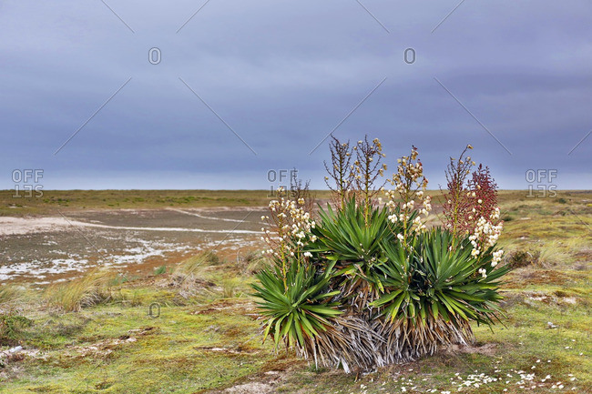 France, Normandy. Manche. Agon-Coutainville. Protected natural site Agon-Coutainville Cape.