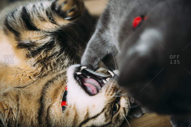 High angle view of cats fighting on table