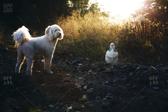 Poodle with chicken standing on field