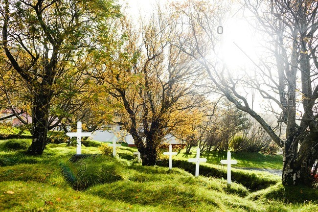 Cemetery in Iceland. Tranquil sunny morning at small cemetery, white wooden crosses seen on graves covered with green grass and surrounded by half yellow trees. Sunbeams shining brightly through tree branches.