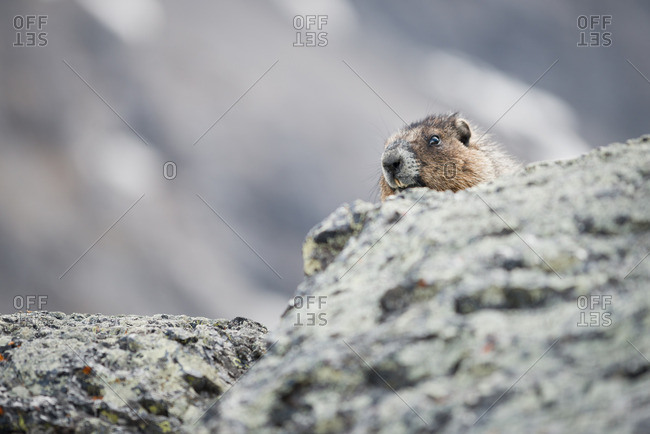 Portrait of a marmot peeking out behind rocks in summer