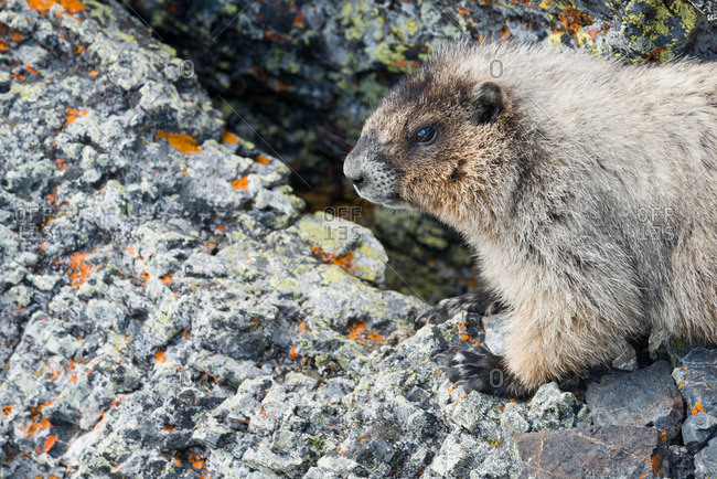 Portrait of a marmot standing on rocks in summer