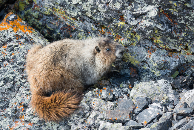 Portrait of a marmot standing on rocks in summer