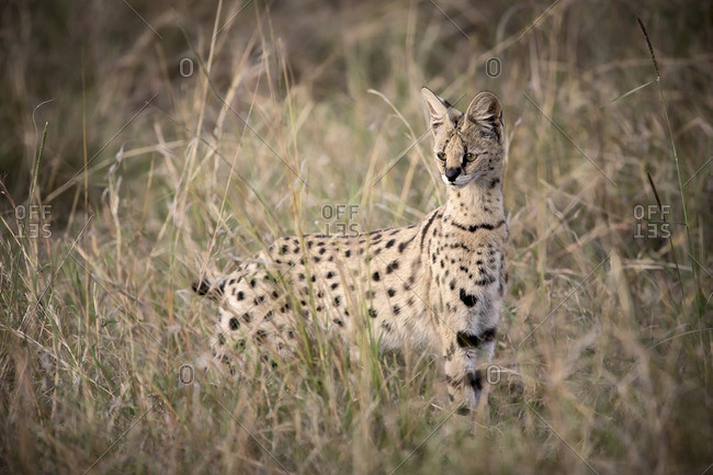 Serval cat hunting rodents in long grass of Masai Mara