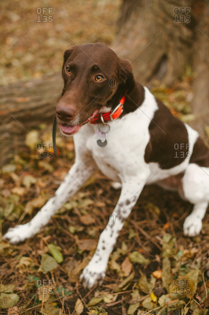 Brown And White Spotted Animal Stock Photos Offset