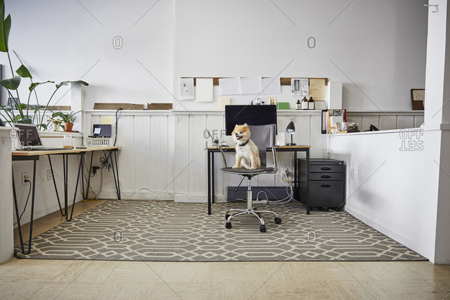 Pomeranian puppy sitting on chair in creative office