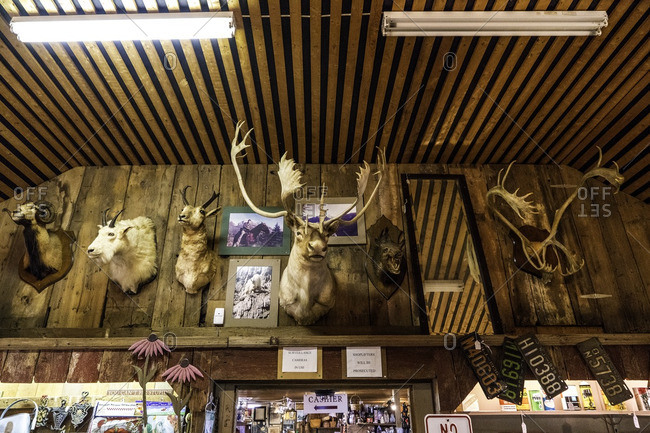 July 28, 2016: Various stuffed animal heads on the wall of a shop stock  photo - OFFSET