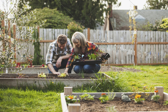 Smiling couple planting saplings in raised bed at backyard