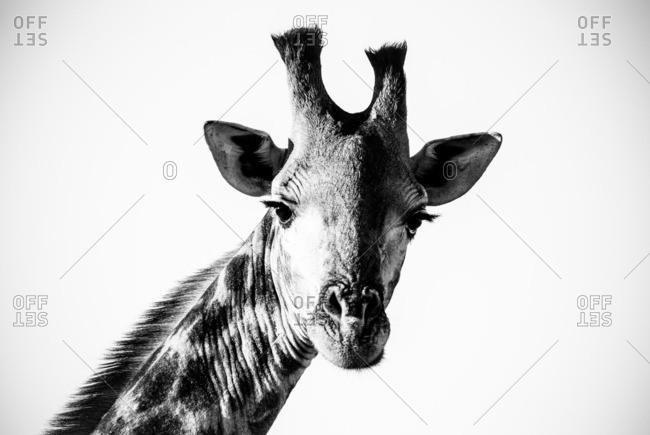 Head and neck of a female giraffe looking at the camera