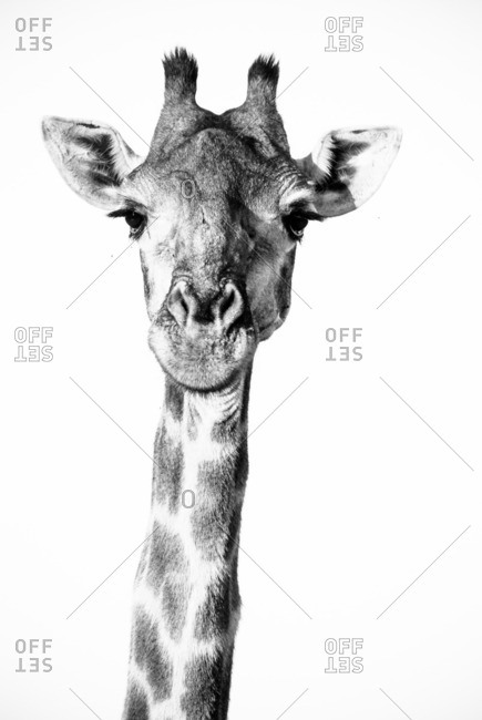 Spotted head and neck of a giraffe