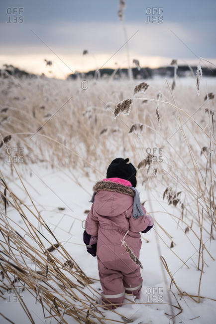 Toddler girl in anorak walking in the snow among frozen reeds