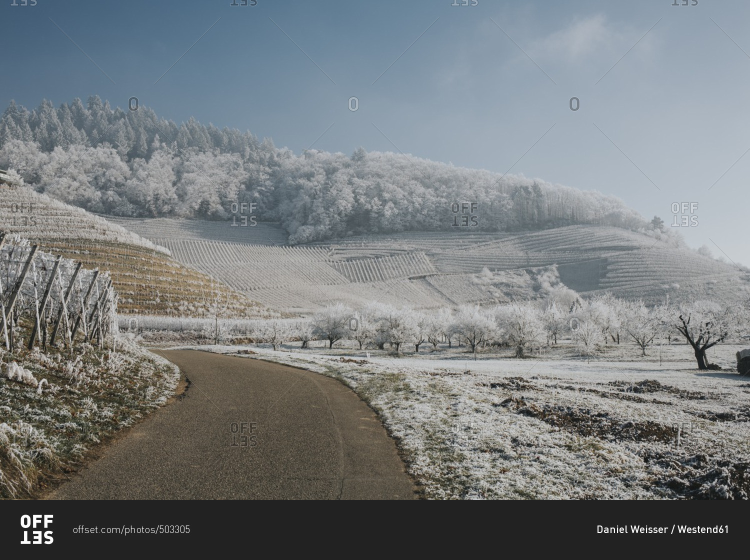 Germany- Ortenberg- vineyards in winter