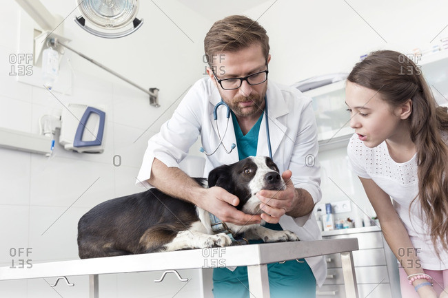 Vet examining dog in veterinary clinic