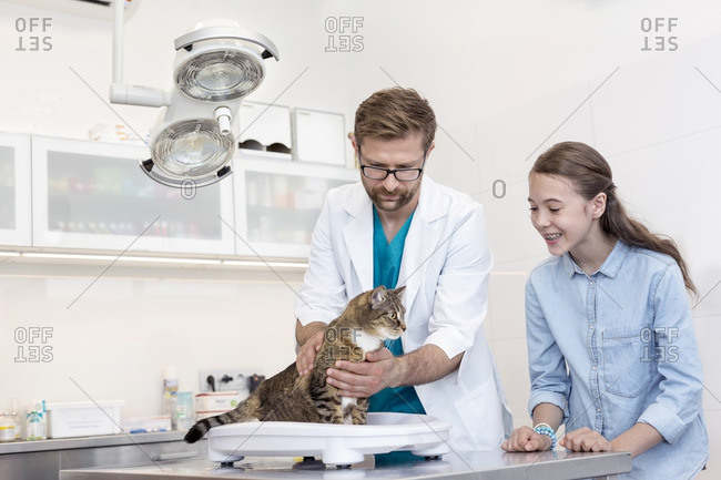 Vet weighing cat in veterinary clinic
