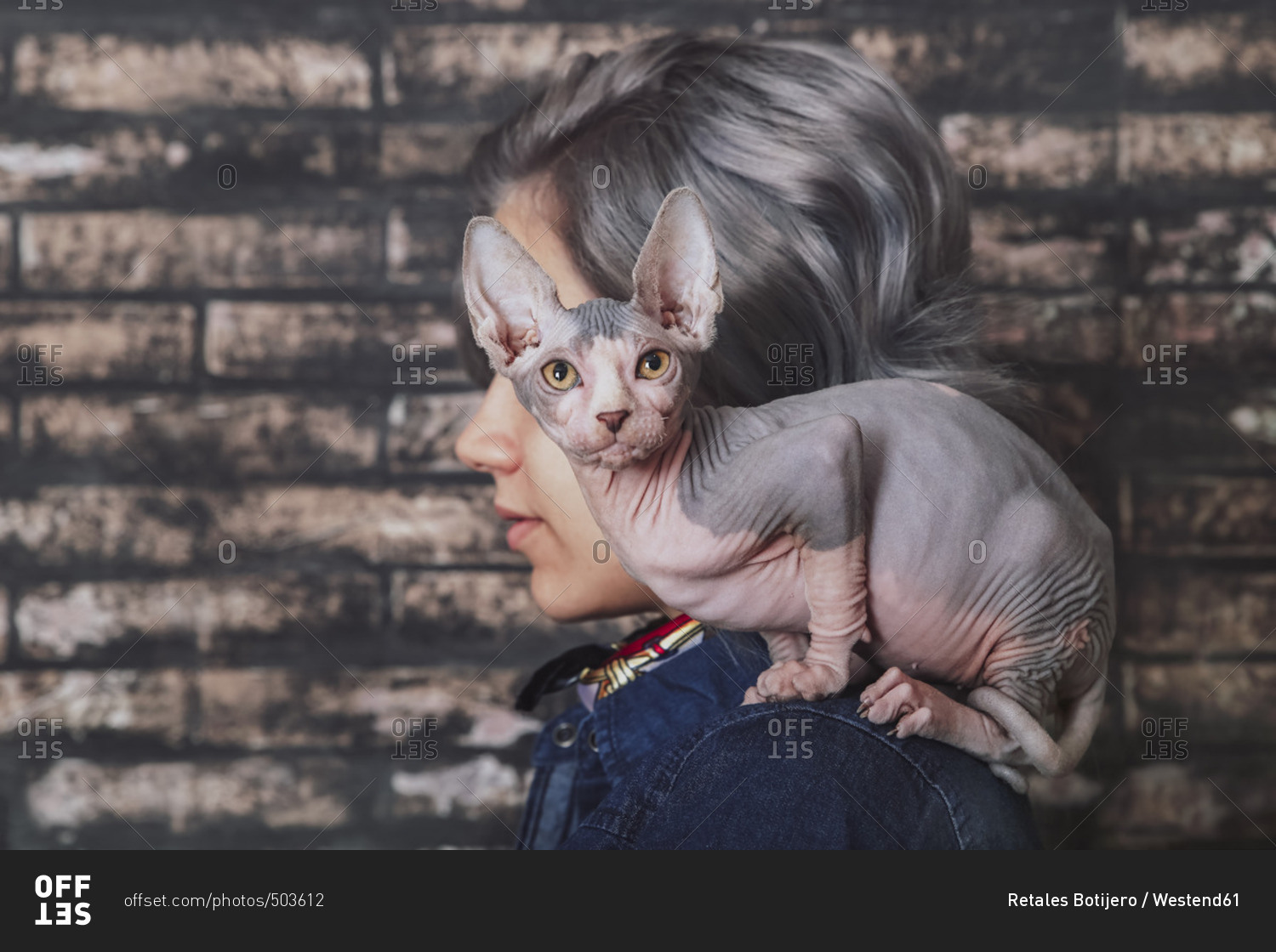 Young woman carrying Sphynx cat on shoulder