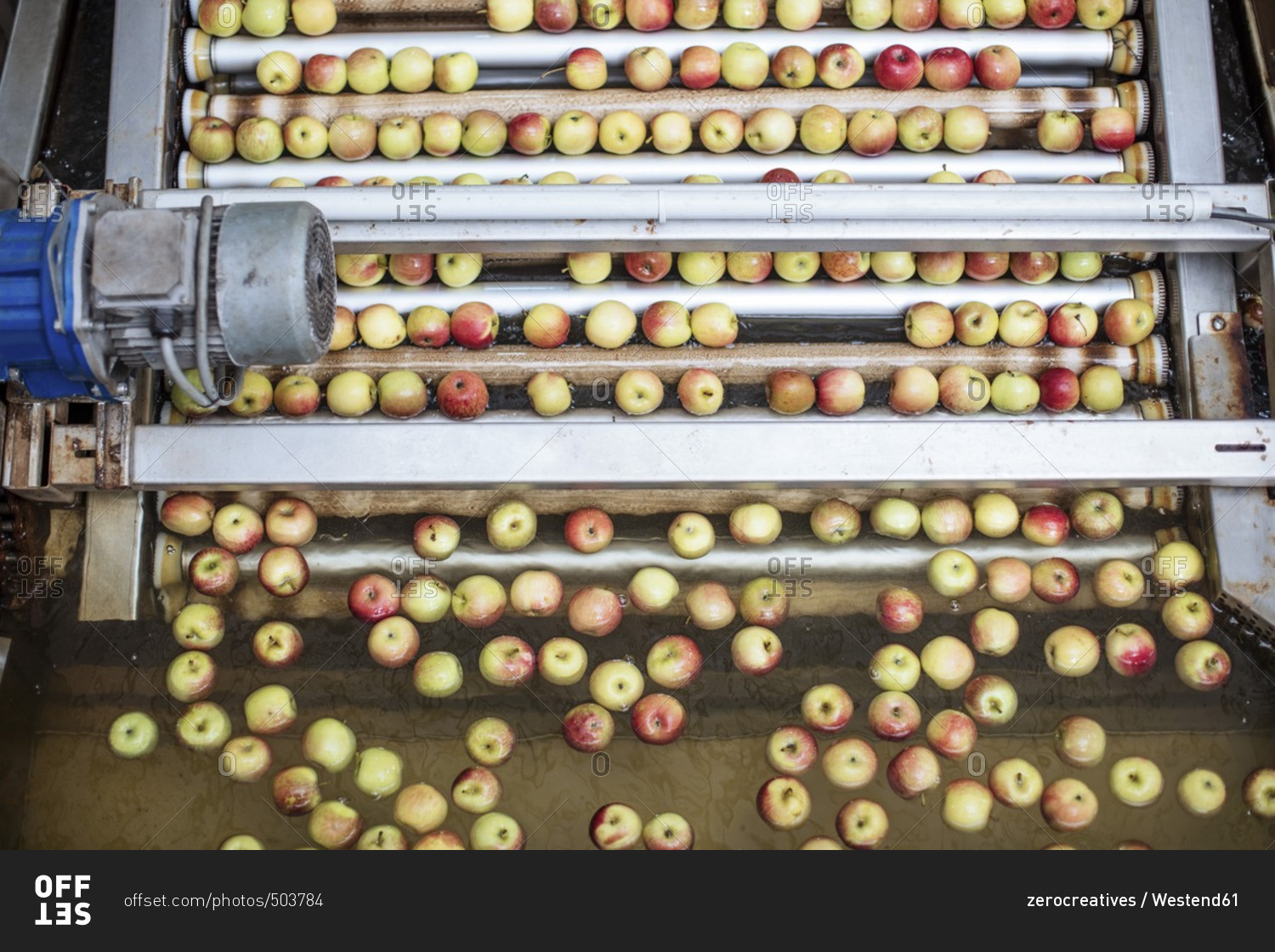 Apples in factory on conveyor belt stock photo OFFSET