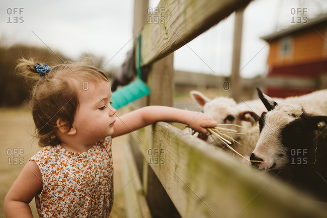 Toddler girl feeding goats and lambs on a farm