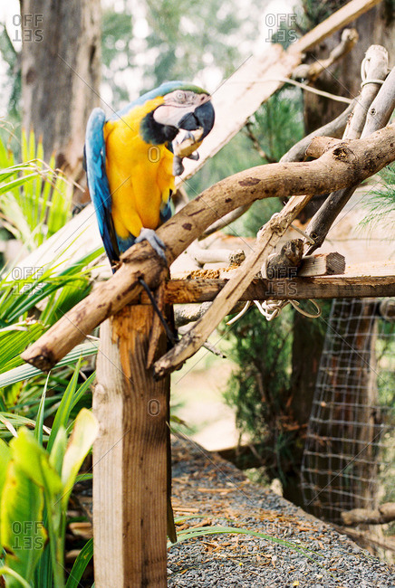 A parrot scratching its beak