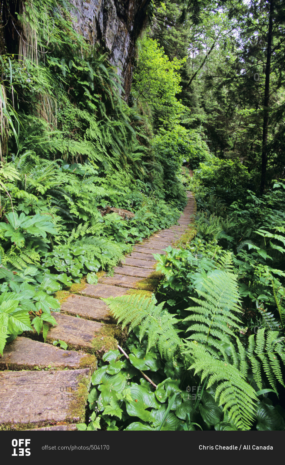 West Coast Trail, boardwalk path in fern forest, Vancouver Island, British Columbia, Canada