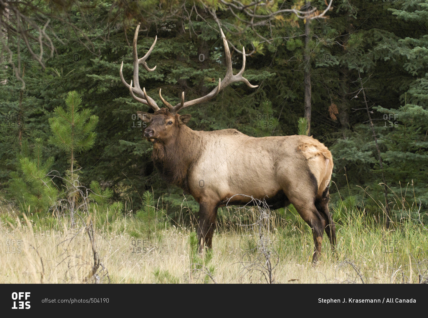 Wild bull Elk or Wapiti standing in tall grass at forest's edge, Jasper National Park, Alberta, Canada
(Cervus canadensis)