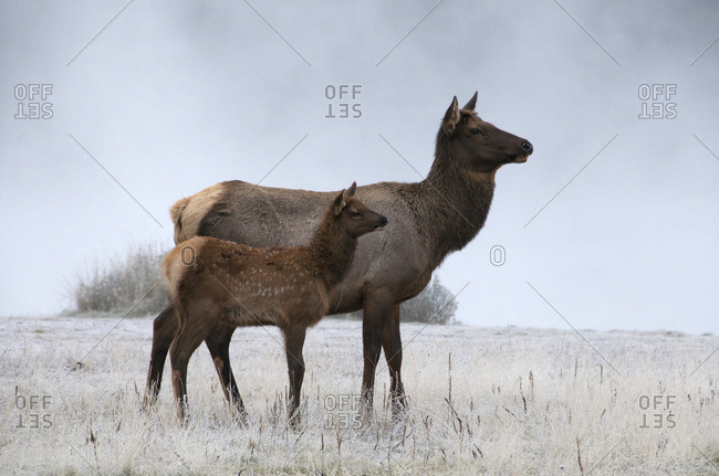 Wild cow and calf elk or wapiti on foggy morning in frost-covered grasses, (Cervus canadensis), Jasper National Park, Alberta, Canada