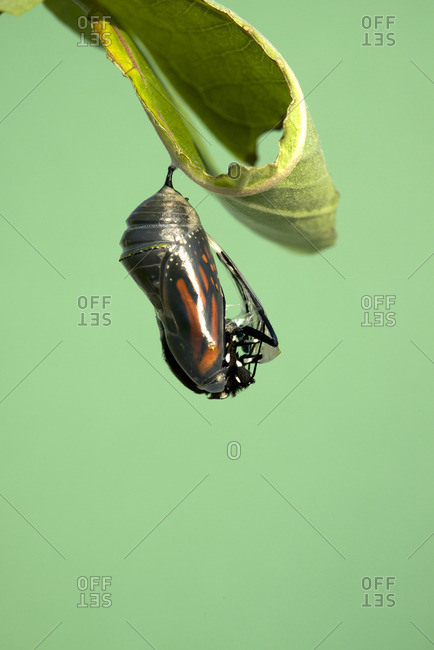 Monarch butterfly emerging from chrysalis to butterfly, attached to milkweed leaf (Danaus plexippus) Near Thunder Bay, Ontario, Canada