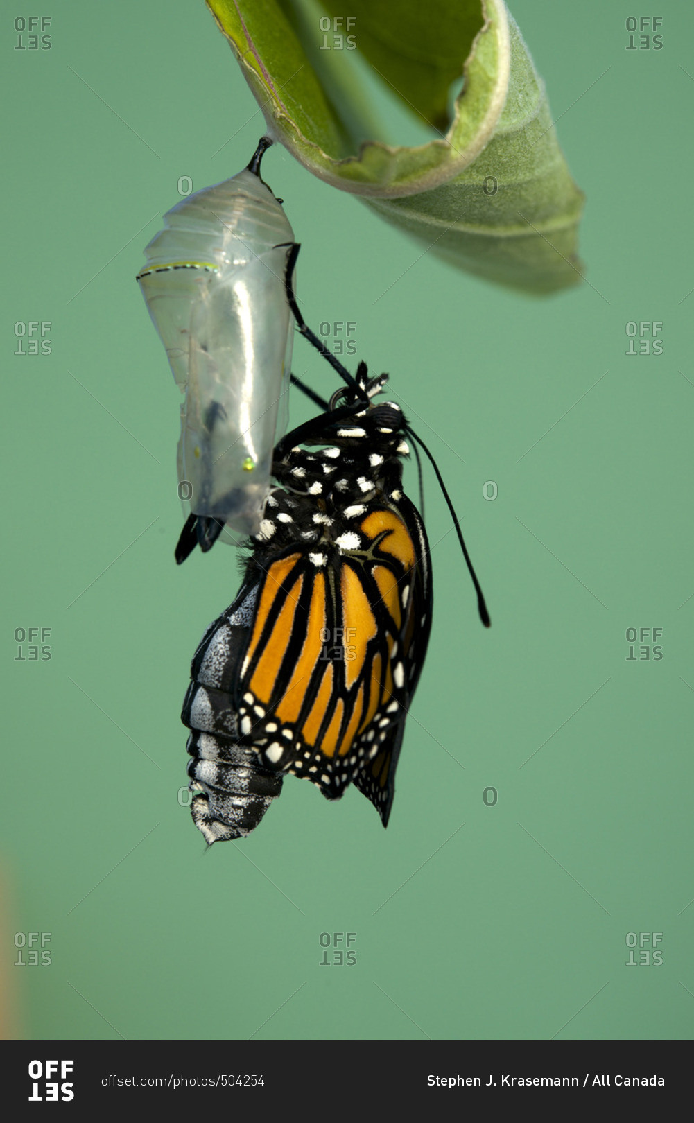 Monarch butterfly newly hatched, resting on milkweed plant (Danaus plexippus) Near Thunder Bay, Ontario, Canada