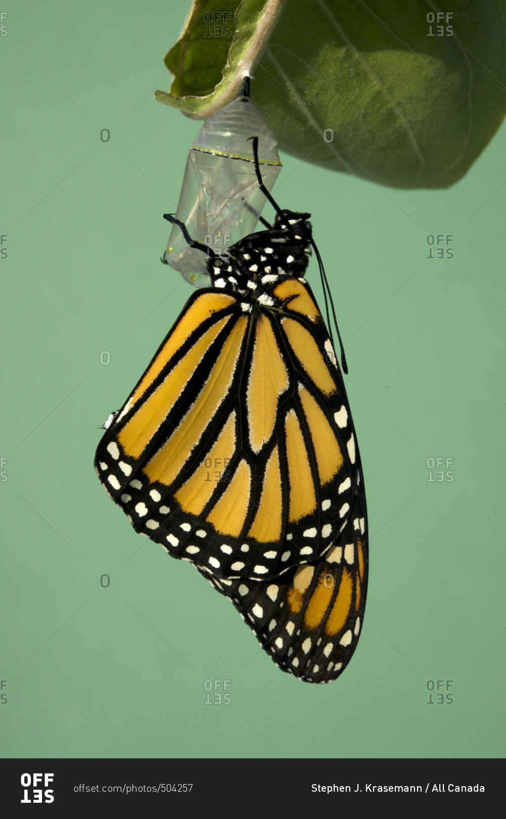 Monarch butterfly newly hatched, resting on milkweed plant (Danaus plexippus) Near Thunder Bay, Ontario, Canada