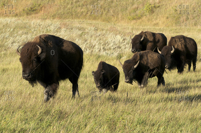 American Bison cows and calves walking across grasslands in Custer State Park, South Dakota, North America (Bison bison)