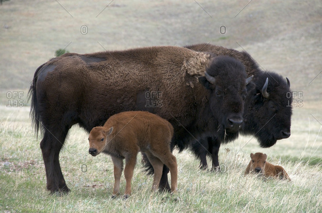 Wild American bison cow (Bison bison) with newborn, spring calf  Wind Cave National Park, South Dakota, USA
