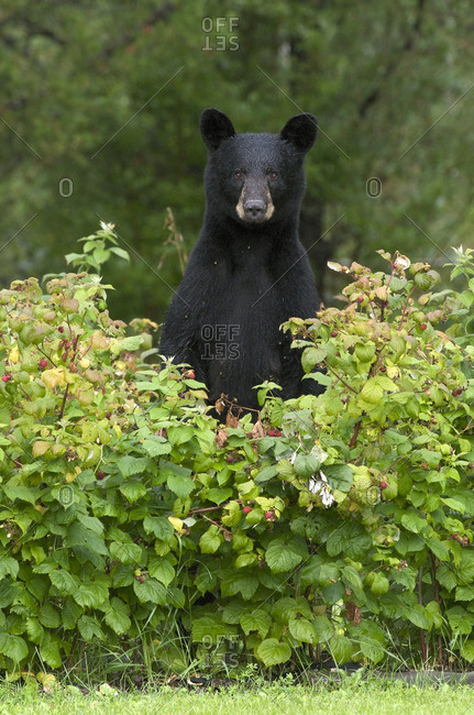 Wild Black bear (Ursus americanus) standing in raspberries (Rubus sp) near Thunder Bay, Ontario, Canada
