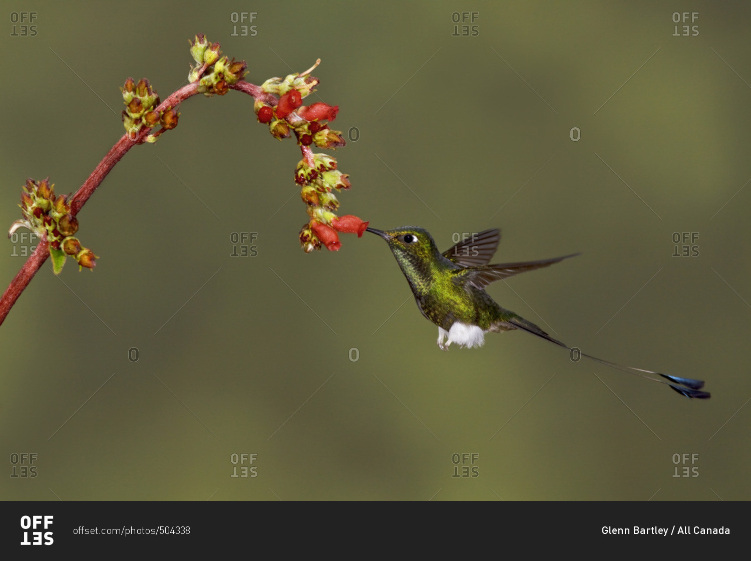 Booted Racket-tail hummingbird (Ocreatus underwoodii) feeding at a flower while flying in the Tandayapa Valley of Ecuador