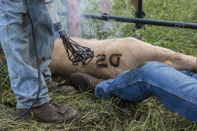 British Columbia, Canada - June 30, 2013: Ranch hands branding a cow
